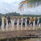 Brigade Pangan Di Labura Ikut Sukseskan Kegiatan Tanam Serentak Di 14 Provinsi