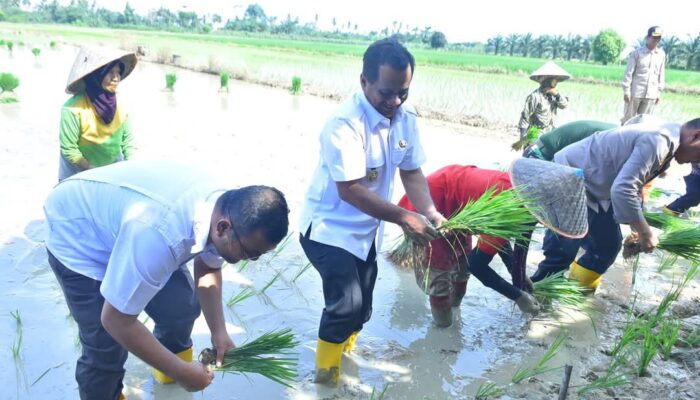 Wabup Aceh Tamiang Ikuti Gerakan Tanam Padi Serentak