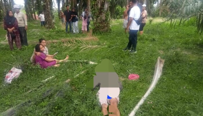 Temuan Mayat Di Kebun Sawit, Keluarga Curiga Kematian Korban Tak Wajar