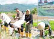 Pemkab Madina Targetkan Panen Padi 7,2 Ton Per Hektare