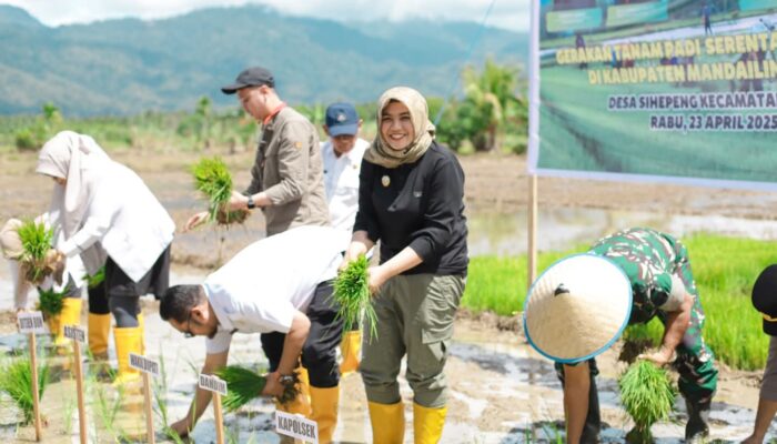 Pemkab Madina Targetkan Panen Padi 7,2 Ton Per Hektare
