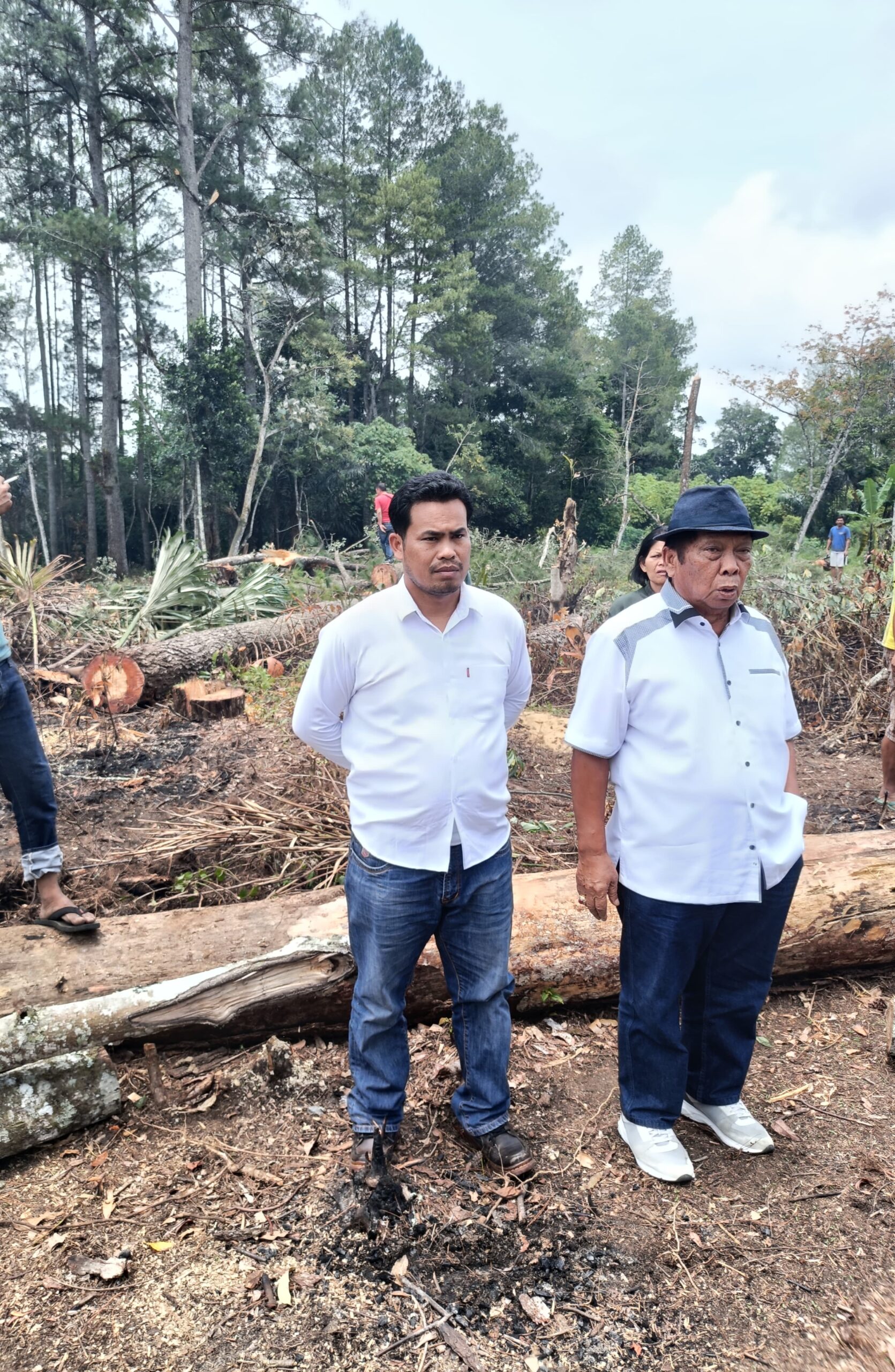 Kapolres Taput Bantah 'Petieskan' LP Pengrusakan Kayu Pinus Di Lahan Bersertifikat