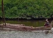 Kerusakan Hutan Mangrove Pesisir Timur Aceh Mengkhawatirkan