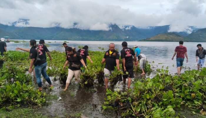 Gandeng TNI, GRIB Samosir Bersihkan Eceng Gondok Di Danau Toba