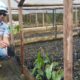 Biodiversity Supervisor PT NSHE, Hamdan Syabani menunjukkan bibit pohon durian yang akan ditanan untuk pelestarian alam di areal pembangunan PLTA Simarboru, Kamis (24/4/2025). Waspada/Mohot Lubis