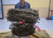 Edar Ganja, Pria Asal Idi Rayeuk Diringkus