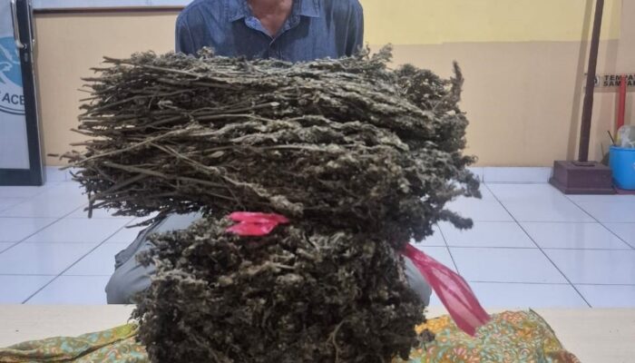 Edar Ganja, Pria Asal Idi Rayeuk Diringkus