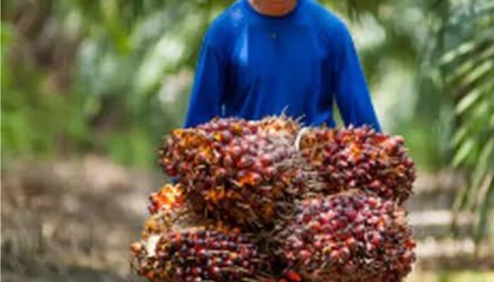 RI Dominasi Ekspor CPO, Tapi Harga Ditentukan Malaysia Dan Rotterdam Belanda