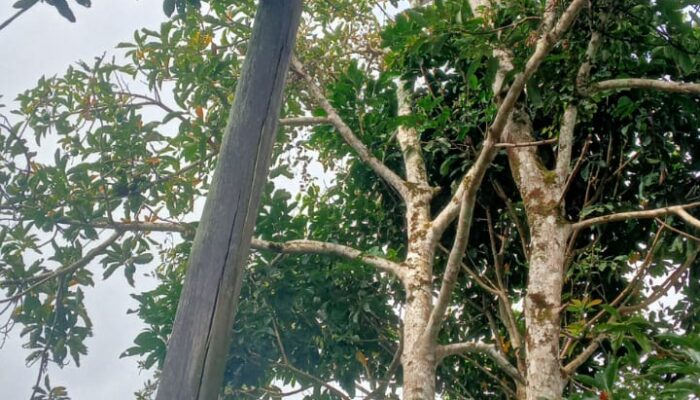 Kepala SDN 030300 Pansuran Keluhkan Tiang Listrik Dan Tembok Sekolah Rubuh