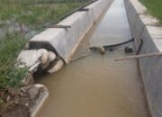 Komitmen Pemkab Langkat Mendukung Program Ketahanan Pangan Dipertanyakan