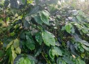 Harum Kopi Arabica Gayo, Cerita dari Lereng Lukup Sabun