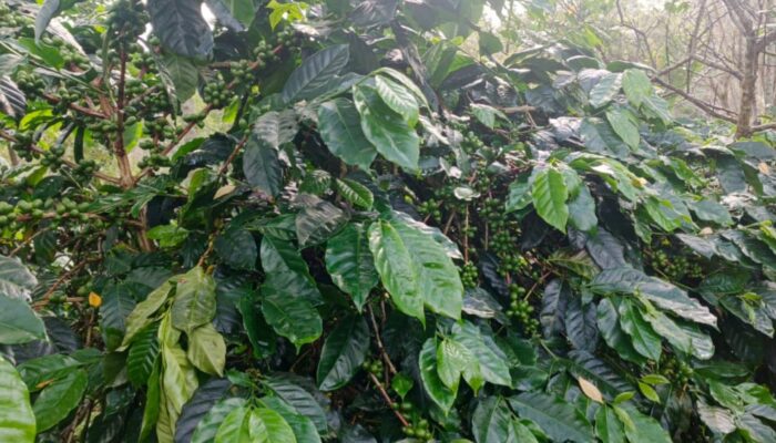 Harum Kopi Arabica Gayo, Cerita dari Lereng Lukup Sabun
