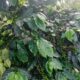 Harum Kopi Arabica Gayo, Cerita dari Lereng Lukup Sabun