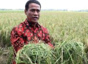 Dipreyoksikan Stok Beras Pemerintah Capai 4 Juta Ton