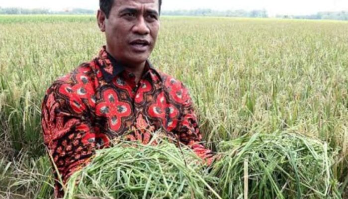 Dipreyoksikan Stok Beras Pemerintah Capai 4 Juta Ton