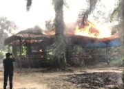 Polisi Bakar Lokasi Judi Sabung Ayam Pancurbatu