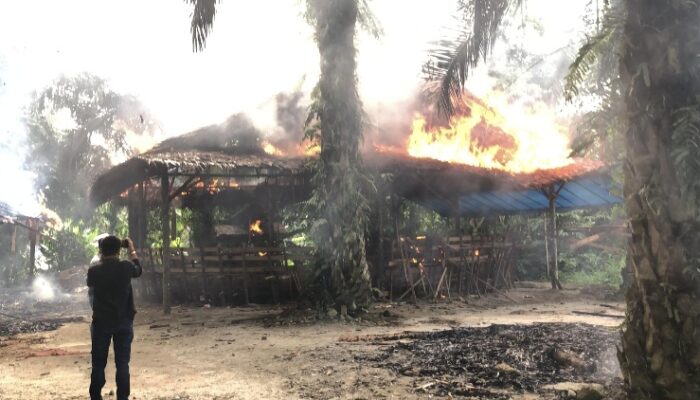 Polisi Bakar Lokasi Judi Sabung Ayam Pancurbatu