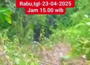 Pandu Ambulans, Minibus Avanza Masuk Jurang Lae Kombih