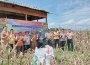 Polsek Sukaramai Panen Perdana Progam Ketahanan Pangan Tahun 2025