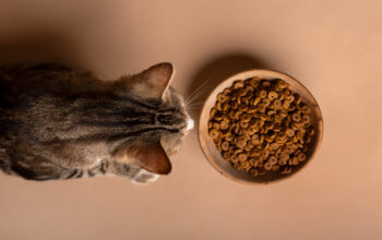 6 Hal yang Harus Kamu Pahami Sebelum Memilih Makanan Kucing Berdasarkan Ilmu Gizi Modern