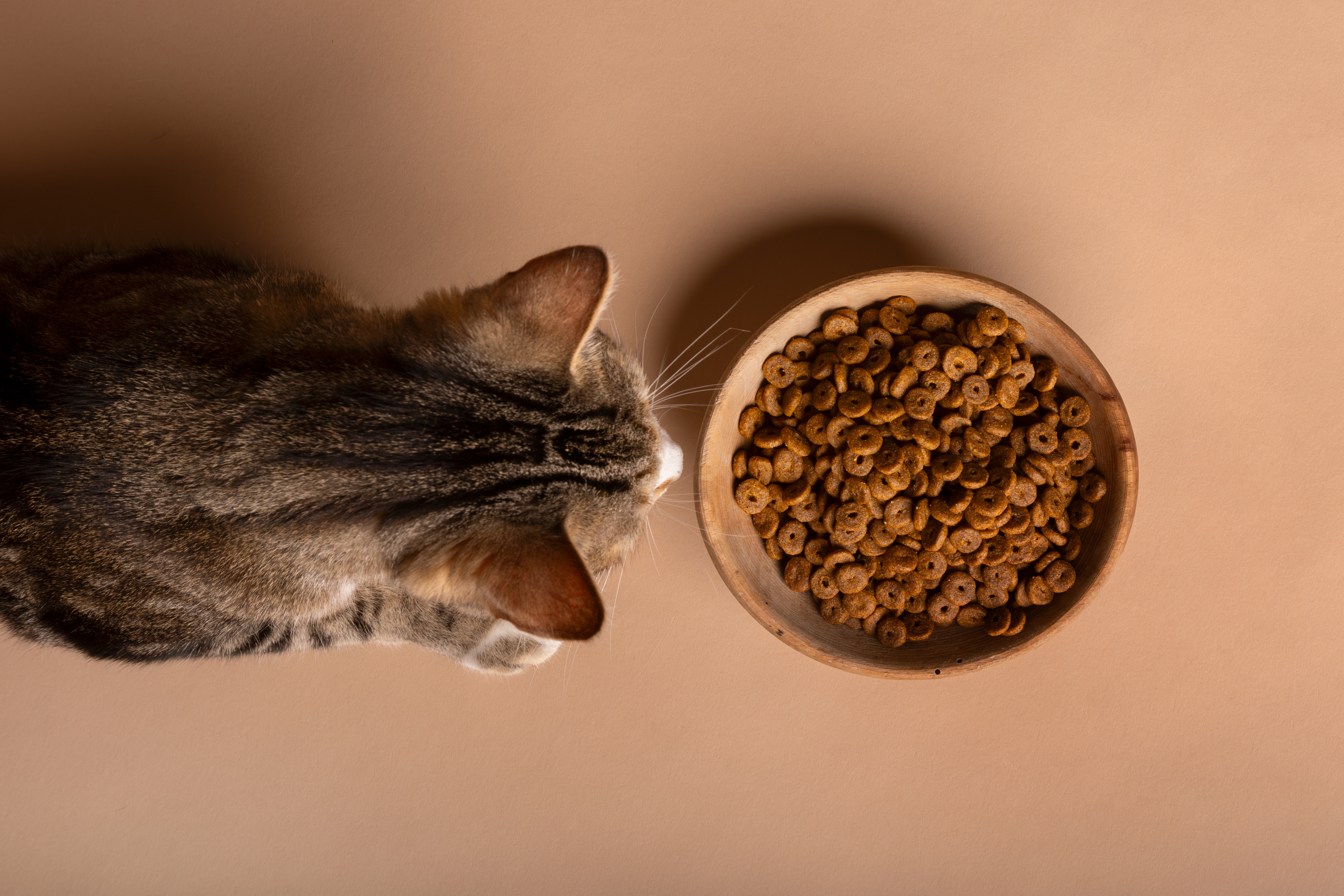 6 Hal yang Harus Kamu Pahami Sebelum Memilih Makanan Kucing Berdasarkan Ilmu Gizi Modern