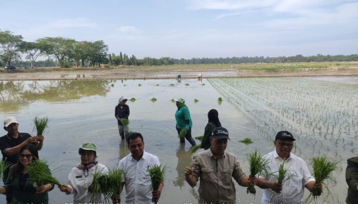 Dorong Swasembada Pangan, Kementan Lakukan Gerakan Tanam Serentak Di Deli Serdang