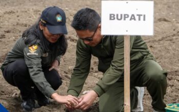 Bupati Oloan Tanam Kentang