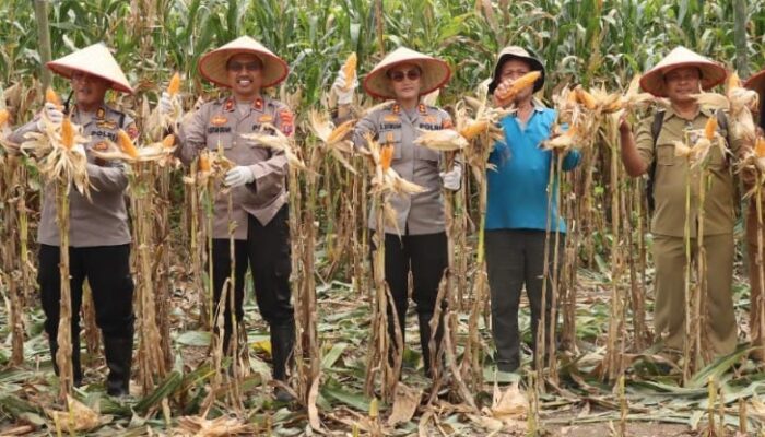 Dukung Program Prioritas Presiden Tentang Hanpang, Kapolres P.Siantar Ikut Panen Raya