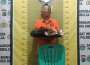Miliki Ganja, Seorang Residivis Diamankan Polres Sibolga
