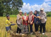 Panen Padi Dan Ikan Secara Bersamaan, Tapsel Menuju Swasembada Pangan