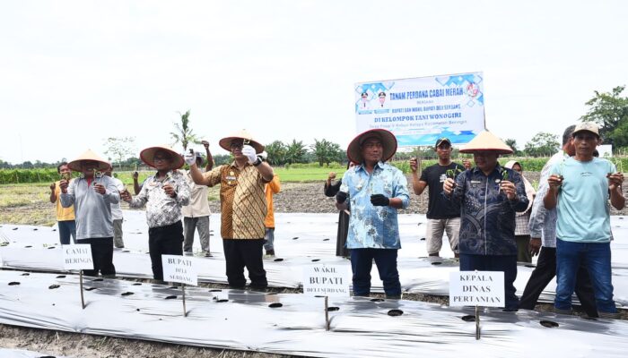 Atasi Inflasi, Pemkab Deliserdang Akan Genjot Produksi Cabai Merah
