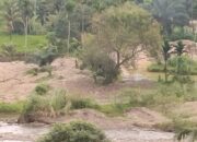 Alih Fungsi Semakin Persempit Lahan Pangan Di Palas