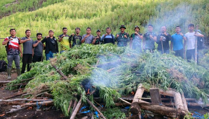 TNI Kodim 0113/Gayo Lues Musnahkan 3 Hektare Tanaman Ganja