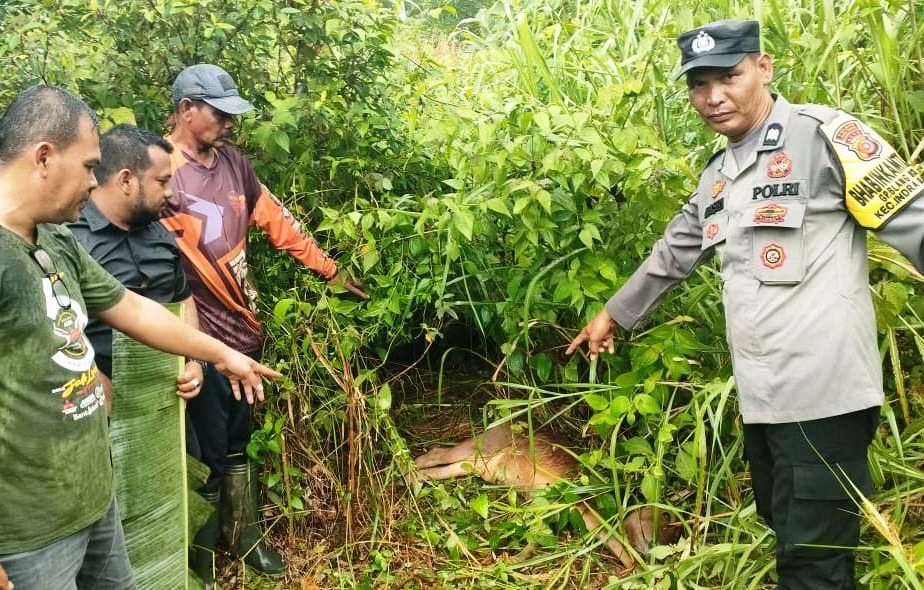 Harimau Mangsa Sapi Di Aceh Timur, Warga Diharap Kandangkan Ternak