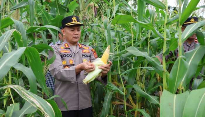 Kapolres Sabang: Panen Raya Jagung Dukung Program Ketahanan Pangan Nasional