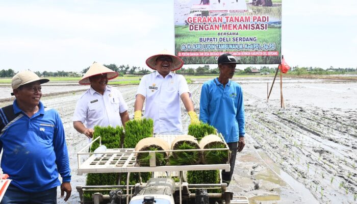 Era Baru Petani Deliserdang, Bupati Dan Wabup Tanam Padi Gunakan Mesin Transplanter