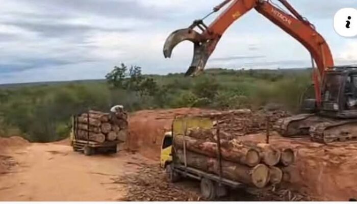 Perambahan Hutan Besar-besaran Di Wilayah Sihapas Resahkan Masyarakat