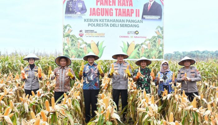 Bupati Dan Kapolresta Deliserdang Panen Jagung di Tanjungmorawa