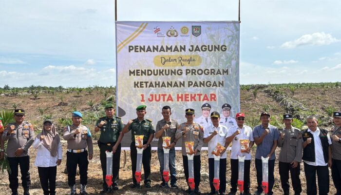 Dukung Ketahanan Pangan PT BSP Tanam 10 Ha Jagung
