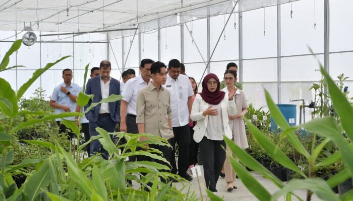 Gibran Titip Anak Muda Tertarik Dengan Pertanian