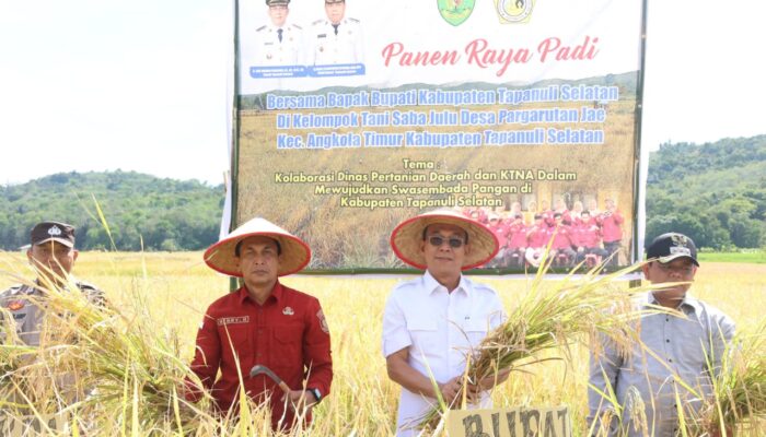 Bupati Tapsel Panen Raya Di Saba Julu Pargarutan Jae