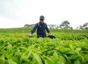 Ciptakan Sejarah, PalmCo Turn Around Komoditas Teh Dan Karet Hingga Untung