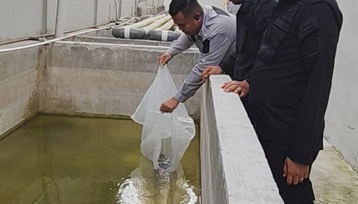 2.000 Benih Ikan Nila Ditabur Di Kolam Area Brandgang Rutan Tarutung
