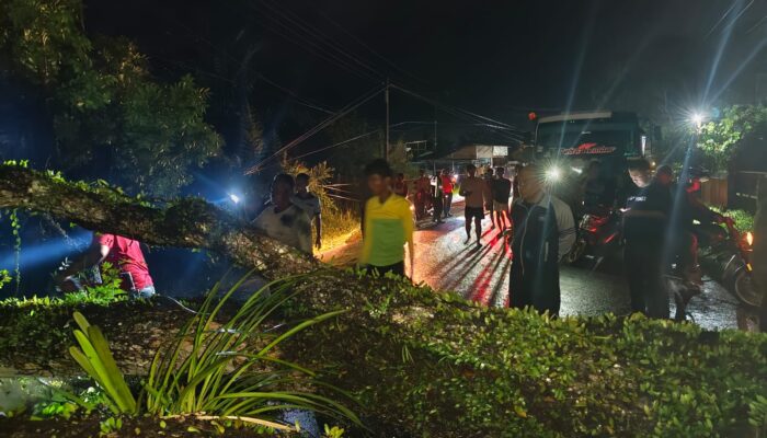Pohon Besar Tumbang Di Jalinsum Alurdua Baru 