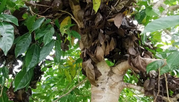 Sarang Beruang Terdeteksi Di Kebun Warga Abdya