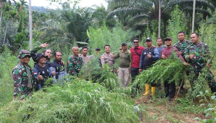 TNI Temukan Sejumlah Lokasi Ladang Ganja Di Aceh
