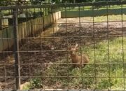 Kondisi Medan Zoo Kian Terlantar Hidup Segan Mati Tak Mau