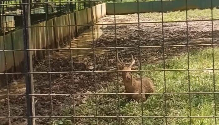 Kondisi Medan Zoo Kian Terlantar Hidup Segan Mati Tak Mau