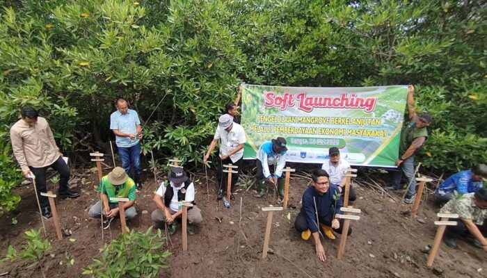 Wakil Wali Kota Langsa Dan Forest For Life Indonesia Tanam Mangrove Bersama