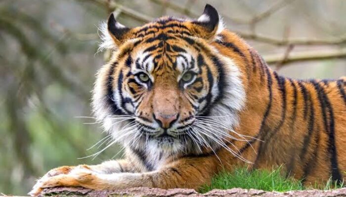 Harimau Muncul Di Kebun Warga Sidimpuan, Pertanda Apa ?